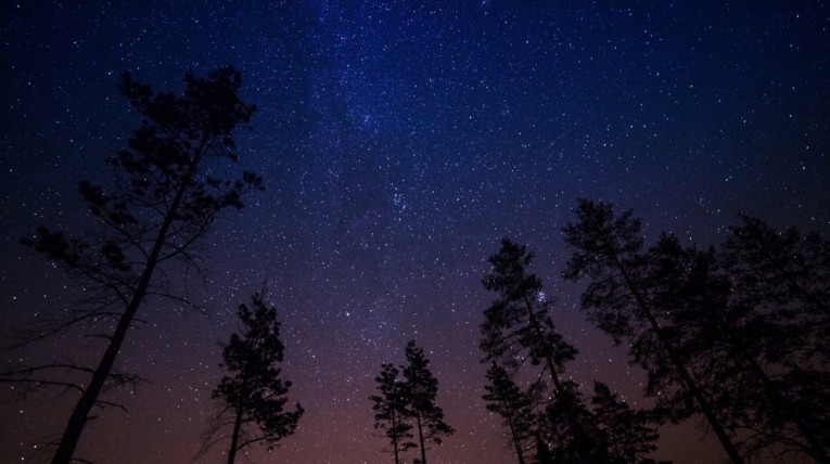 Starry night sky with tree silouettes