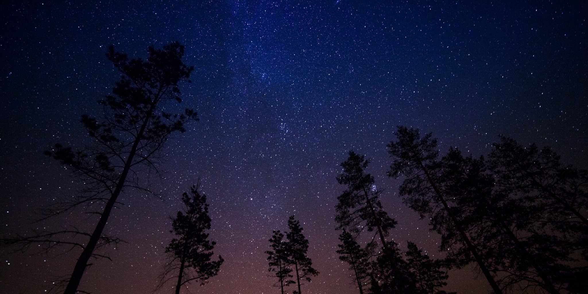 Starry night sky with tree silouettes