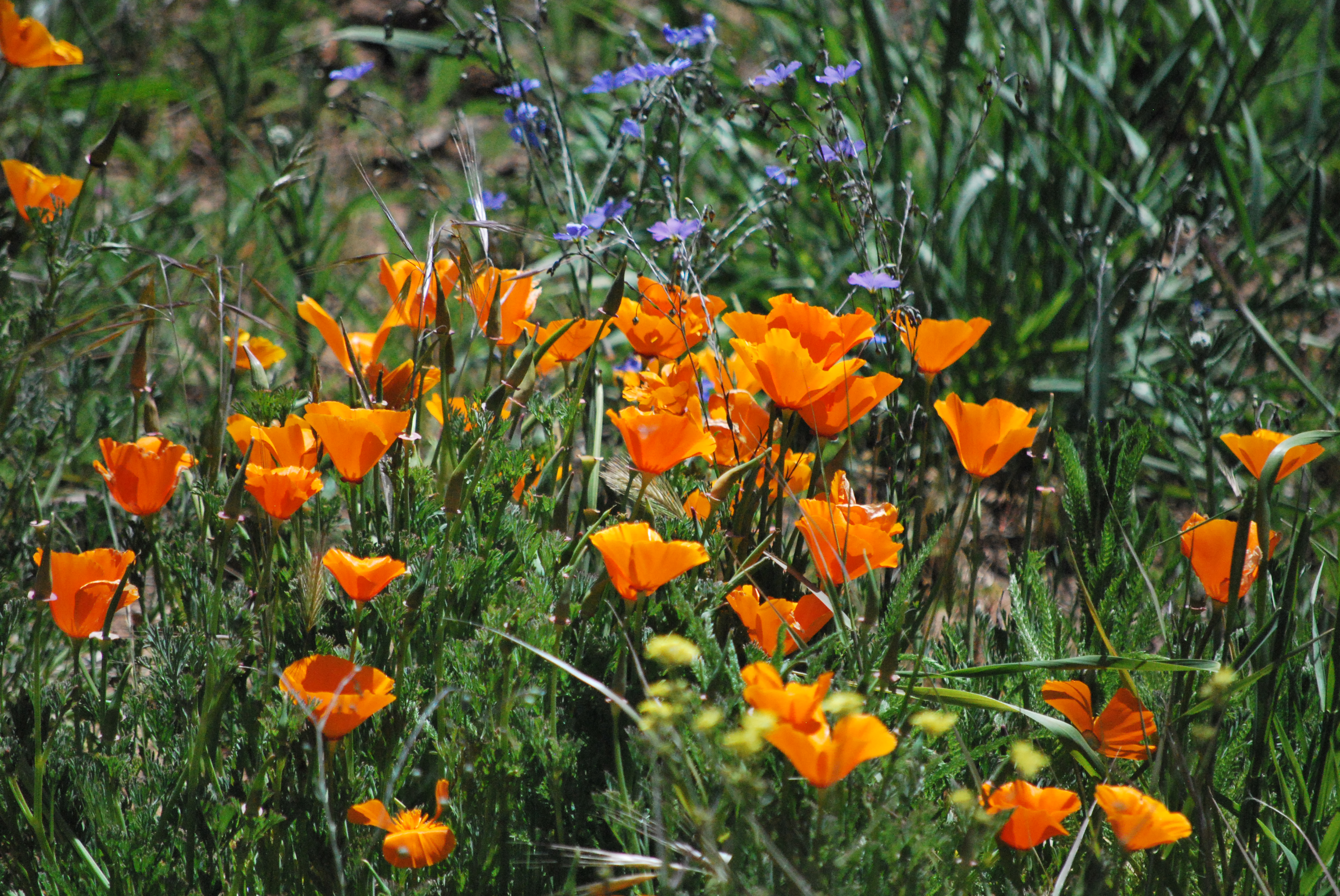 California poppies