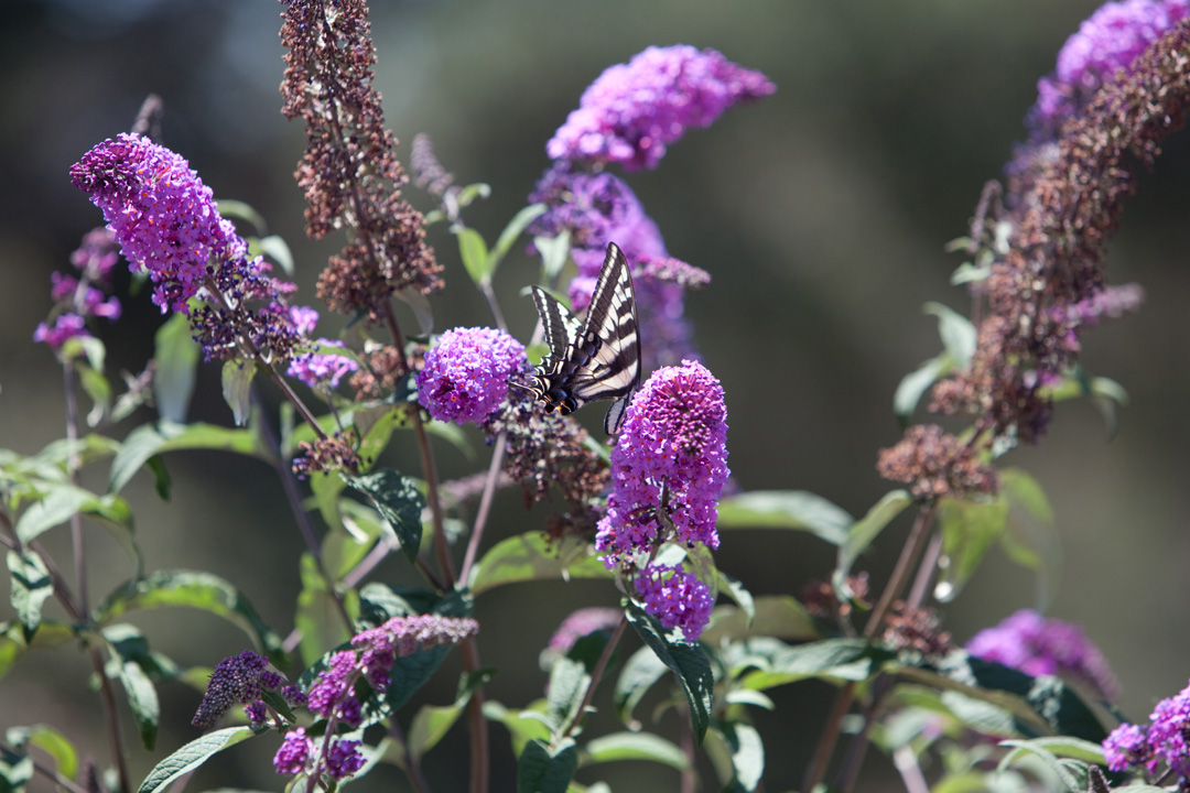 Butterfly on purple flowers