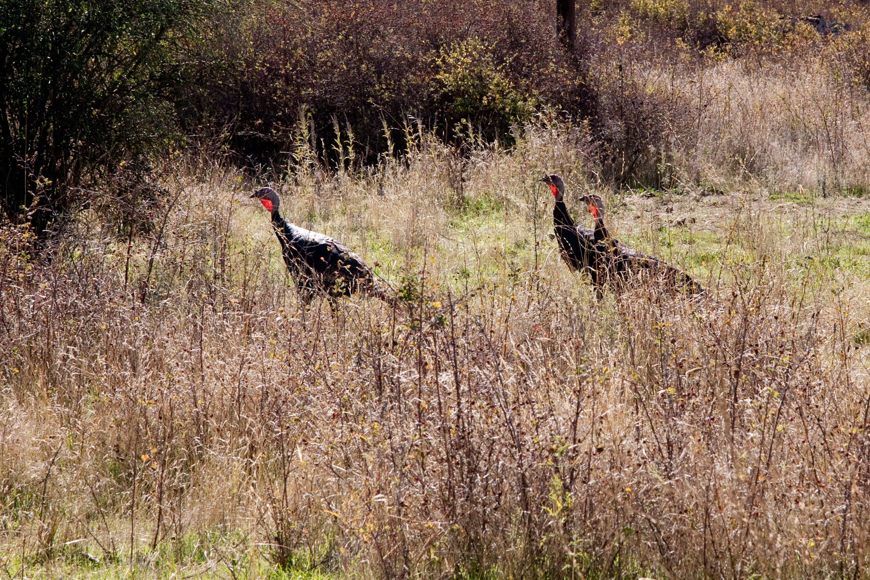 Three wild turkeys in weeds