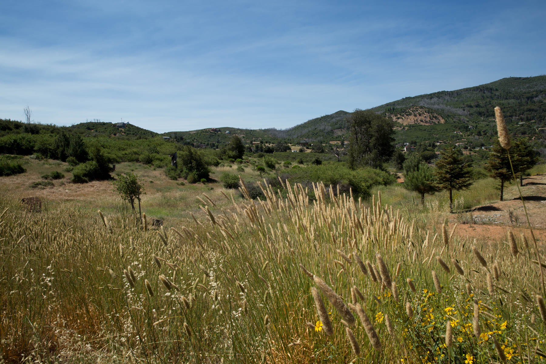 View of hills and cattails
